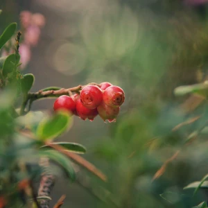 Lingonberry Growing Guide