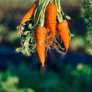 Carrots Growing Guide