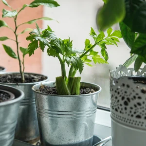 Celery Growing Guide