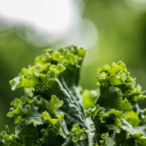 Kale Growing Guide