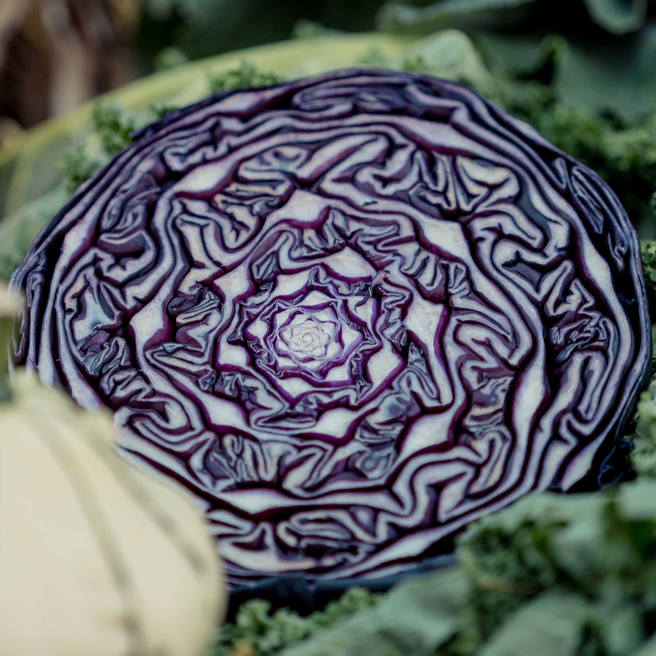 Red Cabbage Growing Guide for the UK GrowPatch