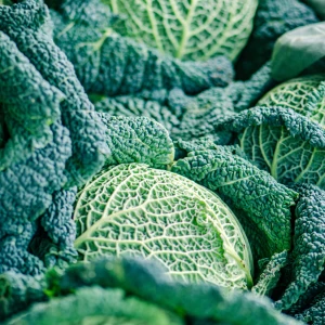 Savoy Cabbage Growing Guide