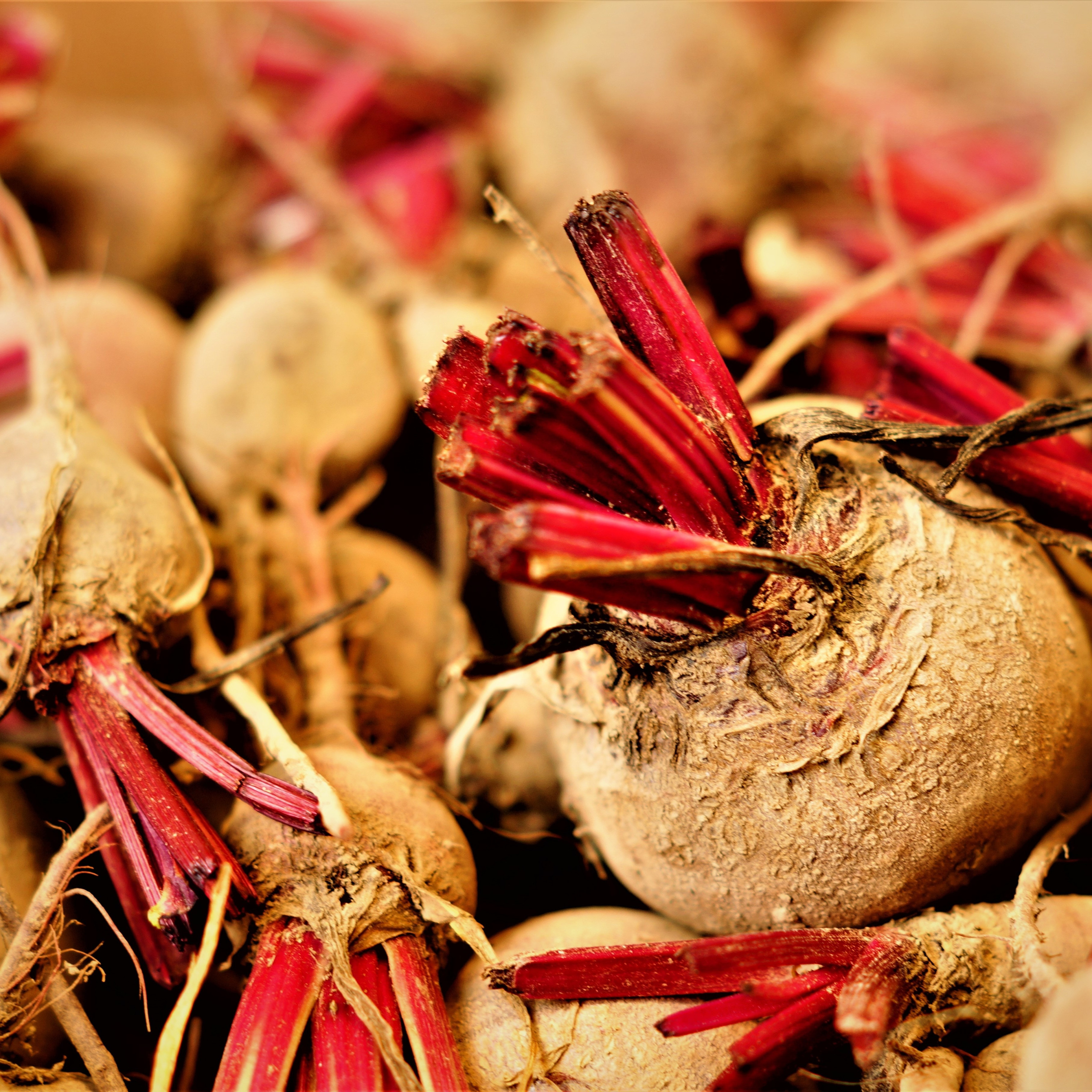 Cultivating Turnips in the UK A Complete Guide GrowPatch