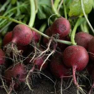 Radishes Growing Guide