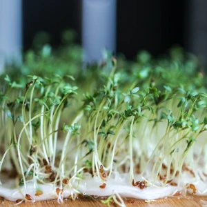 Watercress Growing Guide