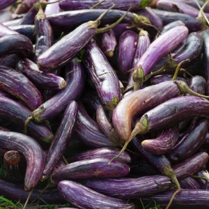 Aubergine Growing Guide