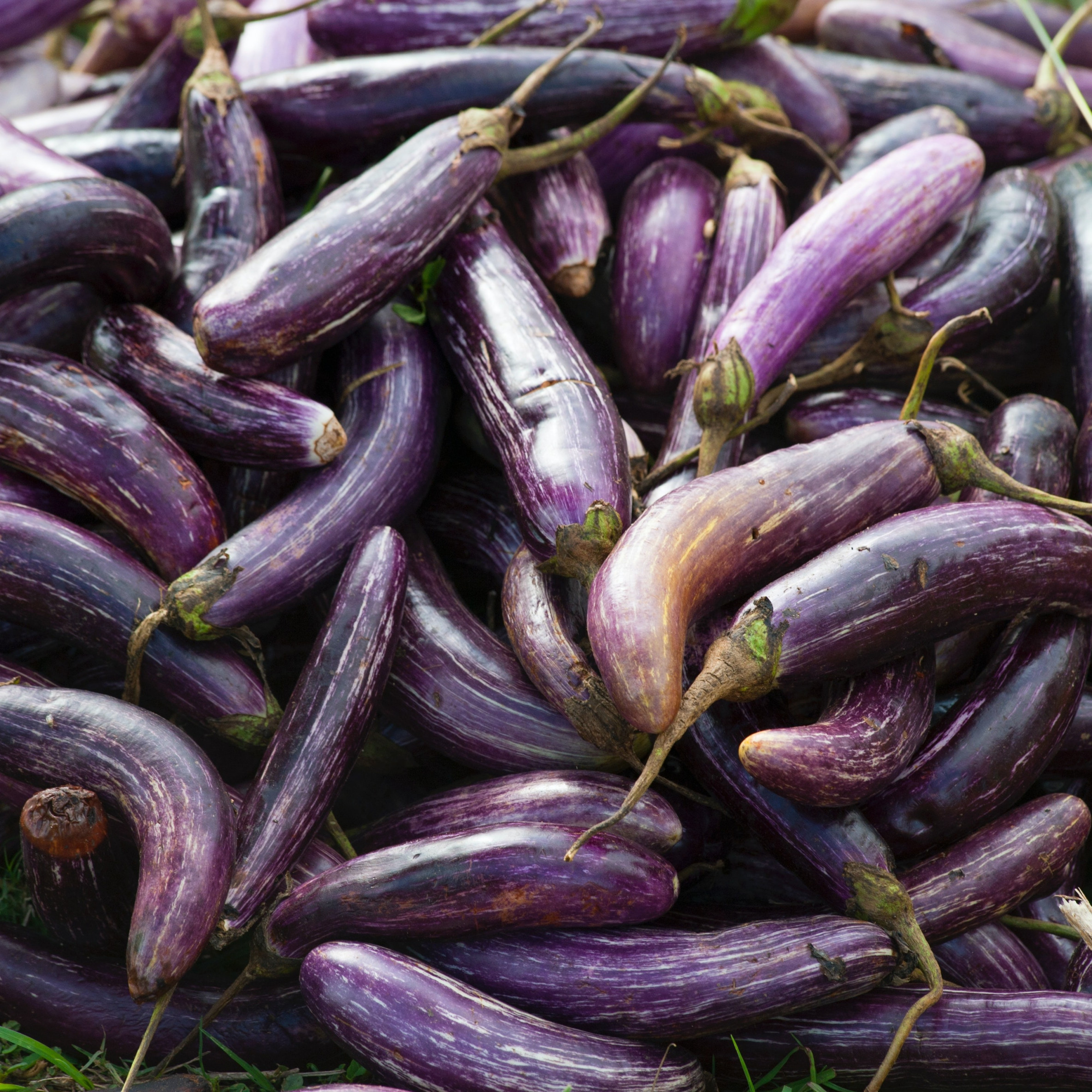 Growing Aubergine in the UK A Complete Guide GrowPatch