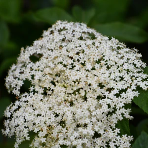 Elderflowers Growing Guide