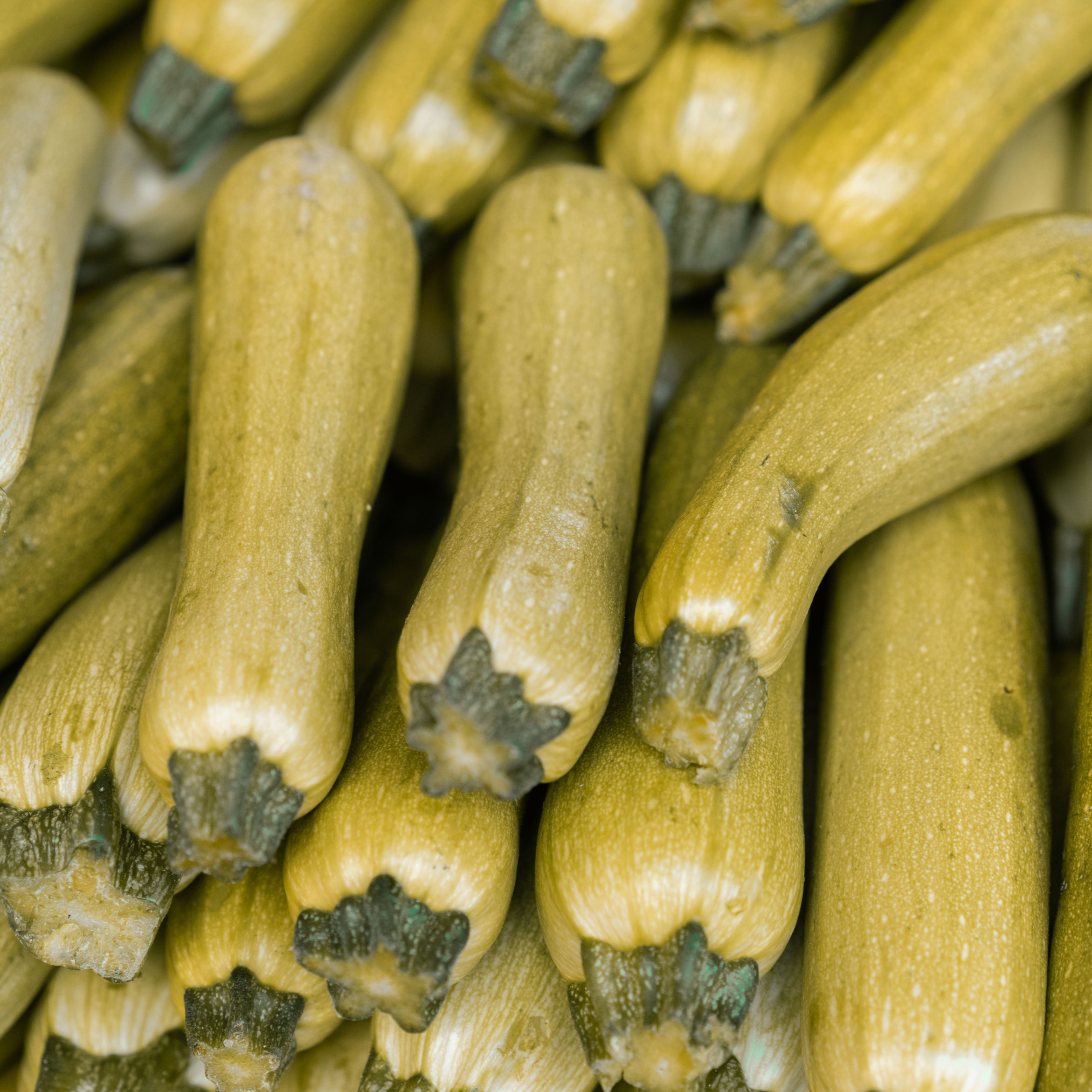 Marrow Growing in the UK: A Detailed Guide - GrowPatch