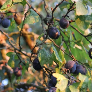 Damson Growing Guide