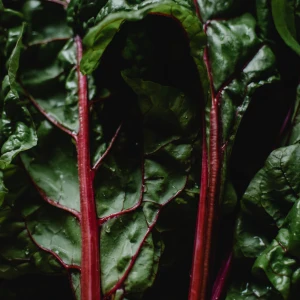 Swiss Chard Growing Guide