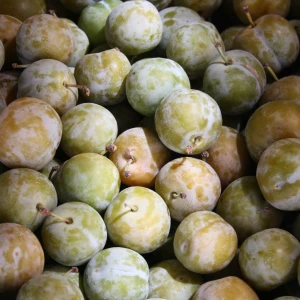 Greengages Growing Guide