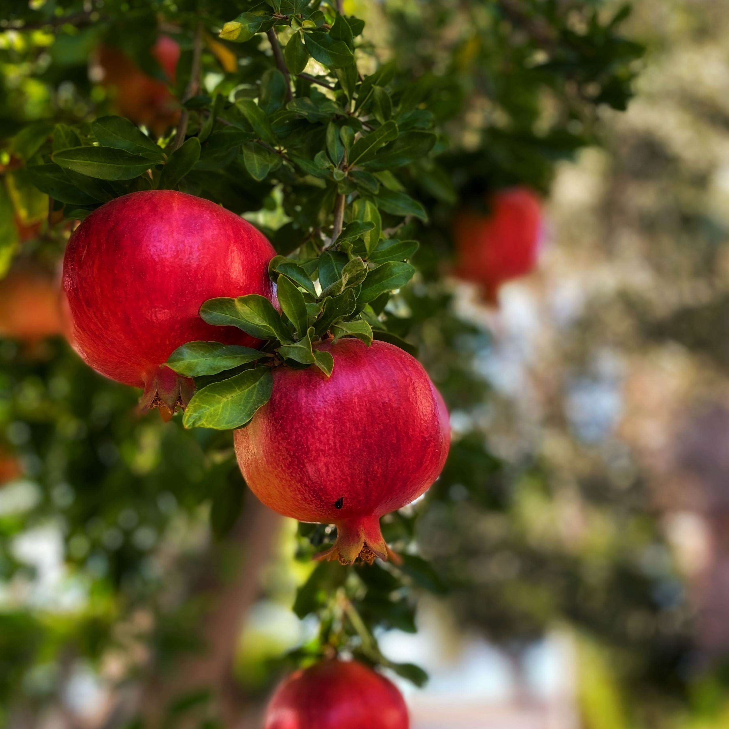 Pomegranate Cultivation for UK Gardeners - GrowPatch