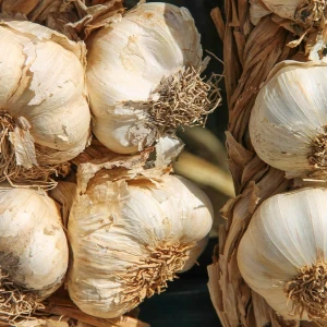 Garlic Growing Guide