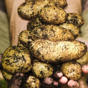 Potatoes Growing Guide