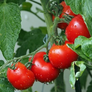 Tomatoes Growing Guide