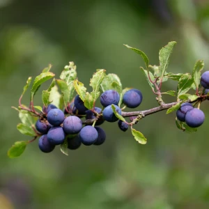 Damsons Growing Guide