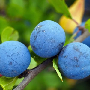 Plums Growing Guide