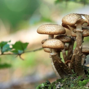 Wild Mushroom Cultivation Guide