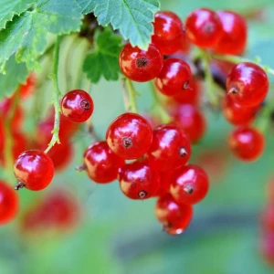 Redcurrants Growing Guide