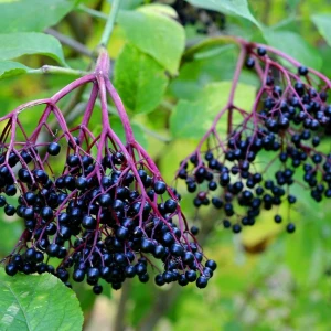 Elderberries Growing Guide