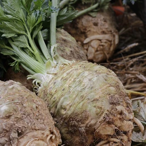 Celeriac Growing Guide