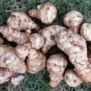 Jerusalem Artichokes Growing Guide